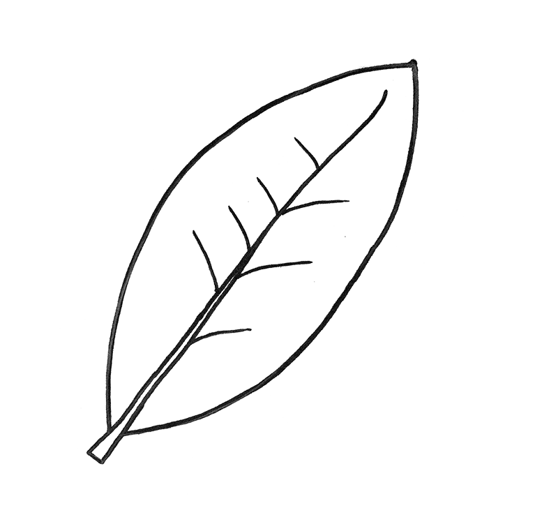 bay_leaf