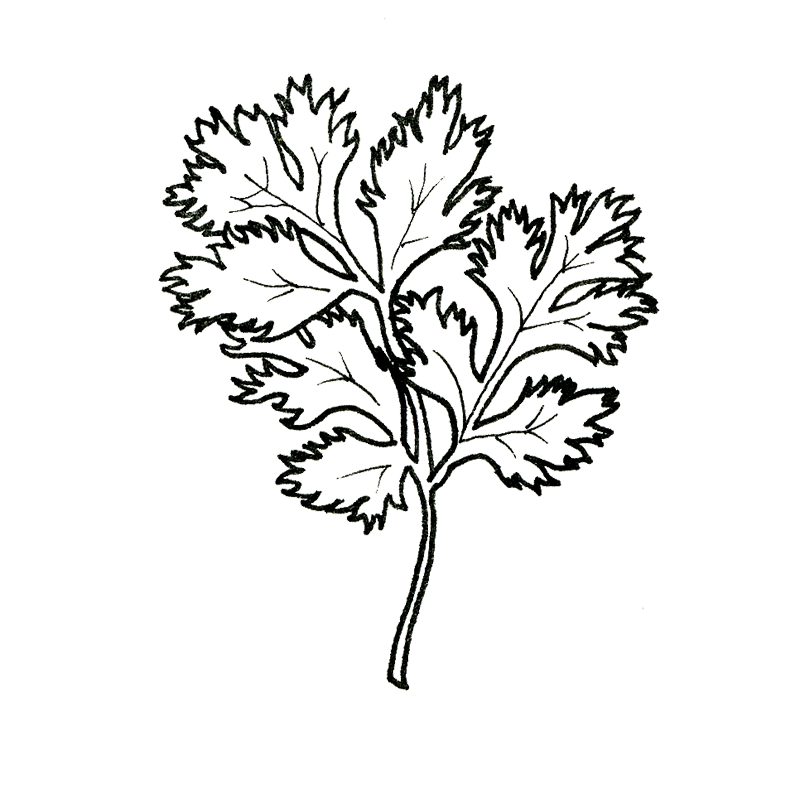 coriander