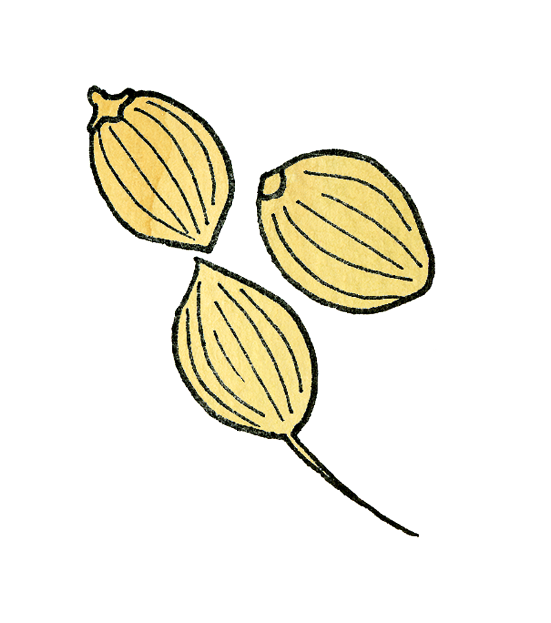 corianderseed